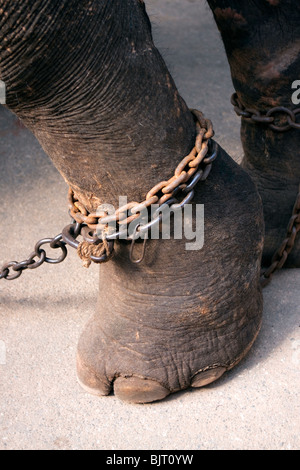 Indien, Kerala, Adoor, Sree Parthasarathy Tempel, Gajamela, verkettet die Elefantenfuß Stockfoto