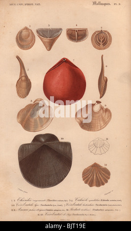 Vielzahl von Mollusken, einschließlich Terebratula, strahlend frisch Wasser Muschel (Calecola) und jingle Schalen (Anomia). Stockfoto