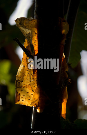 Hinterleuchtete abblätternde Rinde auf eine Birke. Stockfoto