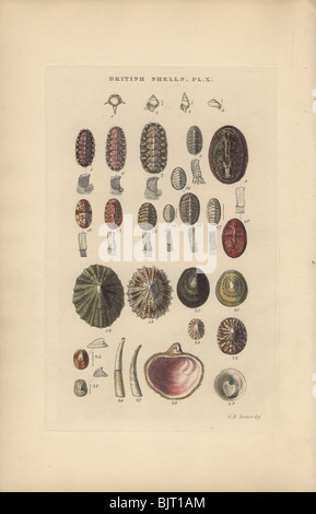 Eine Vielzahl von verschiedenen Chitons oder 'Mantel-of-Mail' Muscheln, kleine bis große primitive Weichtiere und Limpets. Stockfoto