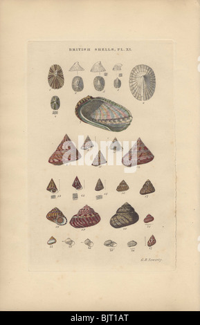 Eine Vielzahl von Limpet (Fissurella) und oben (Trochus) Muscheln. Stockfoto