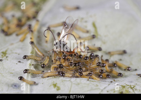 Schlupfwespe Apanteles Cotesia Glomerata Verlegung Eiern auf große weiße Raupen, UK Stockfoto