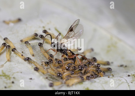 Schlupfwespe Apanteles Cotesia Glomerata Verlegung Eiern auf große weiße Raupen, UK Stockfoto