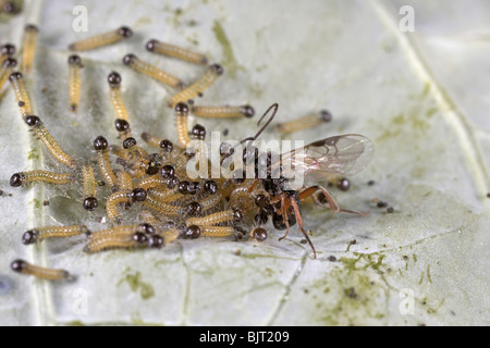 Schlupfwespe Apanteles Cotesia Glomerata Verlegung Eiern auf große weiße Raupen, UK Stockfoto