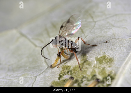 Schlupfwespe Apanteles Cotesia Glomerata Verlegung Eiern auf große weiße Raupen, UK Stockfoto