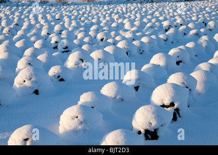 Schneebedeckte Brussel sprießen Pflanzen wachsen auf einem Hügel mit Blick auf die Cotswold Stadt von Chipping Campden, Gloucestershire Stockfoto