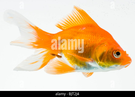 Goldfisch auf weißem Hintergrund Stockfoto