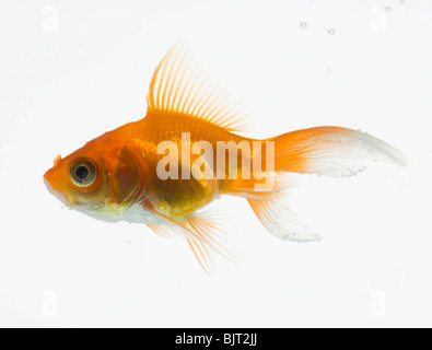 Goldfisch auf weißem Hintergrund Stockfoto