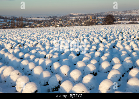 Schneebedeckte Brussel sprießen Pflanzen wachsen auf einem Hügel mit Blick auf die Cotswold Stadt von Chipping Campden, Gloucestershire Stockfoto