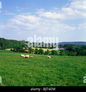 Lämmer und Schafe weiden im Frühjahr in üppigen grünen Wiese Carmarthenshire Wales, UK Stockfoto