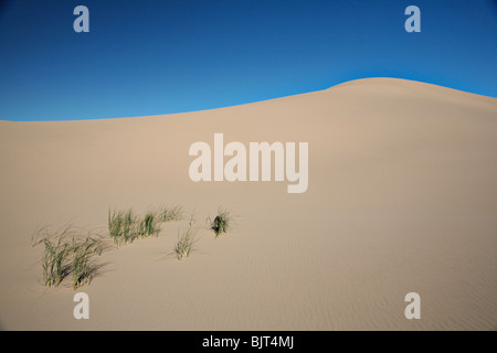 Khongoryn Els (Singing Sands) sind die höchsten Sanddünen in der Wüste Gobi, südlichen Mongolei. Stockfoto