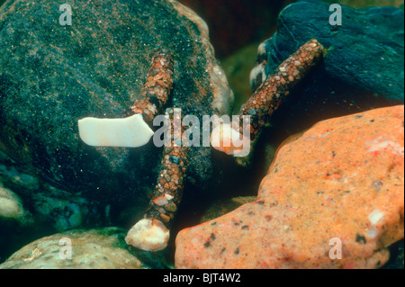 Köcherfliegen, Familie Limnephilidae. Drei Larven Larven dabei geschützt. Stockfoto