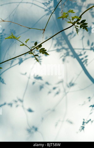 Schatten der Blätter und ergibt sich auf weiße Wand in der Sonne Stockfoto
