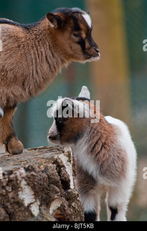 Niedliche Baby Ziegen auf Münchens Kinderzoo Stockfoto