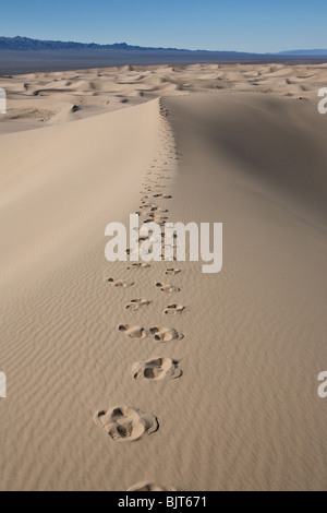 Khongoryn Els (Singing Sands) sind die höchsten Sanddünen in der Wüste Gobi, südlichen Mongolei. Stockfoto