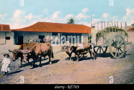 Eine kubanische Ochsen Team, Anfang des 20. Jahrhunderts. Artist: Harris Bros & Co. Stockfoto