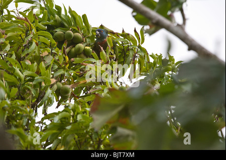 Saint Lucia Papagei (Amazona versicolor) Fütterung auf Mango TeTe Chemin Hirse Naturlehrpfad St. Lucia Windwardinseln Karibik Stockfoto