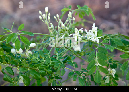 Blühende Moringa "Moringa Oleifera" Zweig. Stockfoto