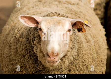 Nahaufnahme von Schafsgesicht. Die Leine-Rasse stammt aus der Region Nordheim, Hannover, insbesondere aus dem Leinental in Deutschland. Gerade Stockfoto