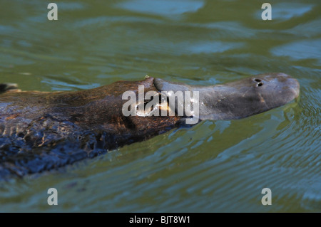 Ente – abgerechnet Platypus (Ornithorhynchus Anatinus) in der Broken River, Eungella Nationalpark, Queensland, Australien, August 2006. Stockfoto