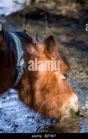 New Forest Pony alleinstehende Erwachsene Trinken New Forest, Großbritannien Stockfoto