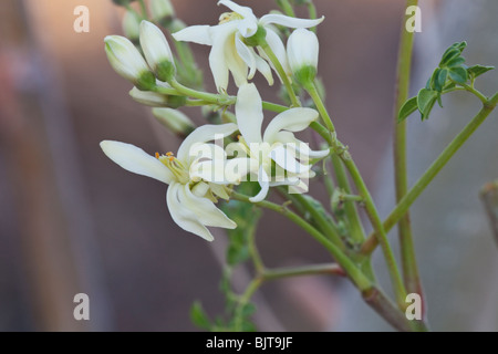 Blumen, Moringa "Moringa Oleifera" Zweig. Stockfoto