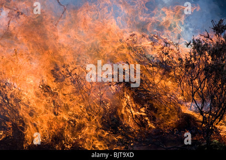 Kontrolliert brennen Brennen von Heide New Forest, Großbritannien Stockfoto