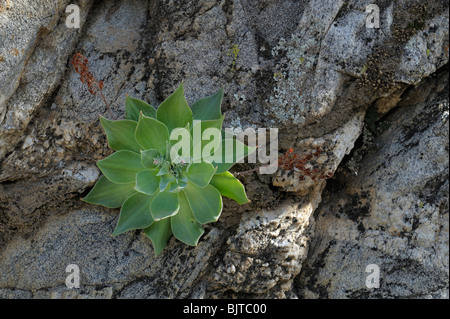 Dudleya collomae, coole Canyon, Anza-Borrego State Park, CA 100327 35214 Stockfoto