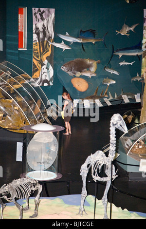 Museum Kunst Galerien anzeigen Top End einzigartig und neugierig Tier- und Unterwasserwelt Darwin NT Australien Stockfoto