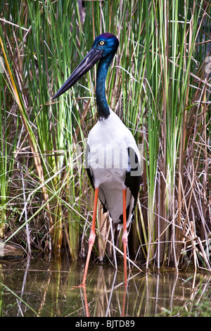 Necked Schwarzstorch ist die einzige Art von Storch in Australien Berry Springs in der Nähe von Darwin, Northern Territory Australien gefunden Stockfoto