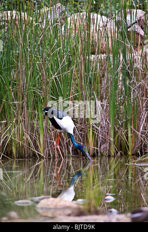 Necked Schwarzstorch ist die einzige Art von Storch in Australien Berry Springs in der Nähe von Darwin, Northern Territory Australien gefunden Stockfoto