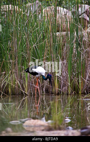 Necked Schwarzstorch ist die einzige Art von Storch in Australien Berry Springs in der Nähe von Darwin, Northern Territory Australien gefunden Stockfoto