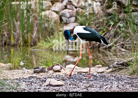 Necked Schwarzstorch ist die einzige Art von Storch in Australien Berry Springs in der Nähe von Darwin, Northern Territory Australien gefunden Stockfoto