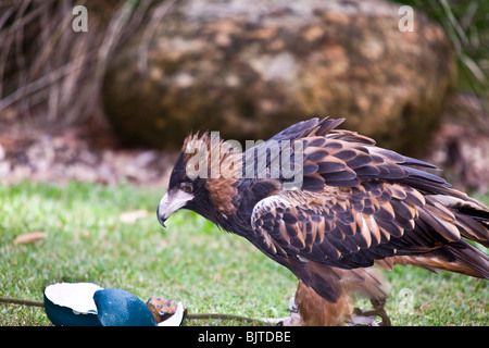 Diese vollbusigen schwarzen Bussard Hamirosta Melanosternon zeigt seine Technik für offene Schalen von anderen Vogeleiern zu brechen Stockfoto