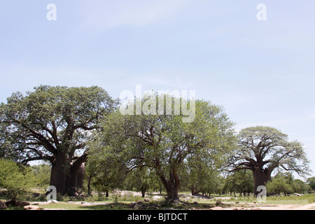 Baobabs, Calueque, Cunene Provinz, südlichen Angola, Afrika. © Zute und Demelza Lightfoot www.lightfootphoto.com Stockfoto