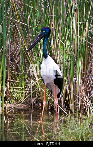 Necked Schwarzstorch ist die einzige Art von Storch in Australien Berry Springs in der Nähe von Darwin, Northern Territory Australien gefunden Stockfoto