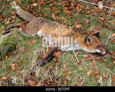 Einen Toten Fuchs in einem Feld liegen. Stockfoto