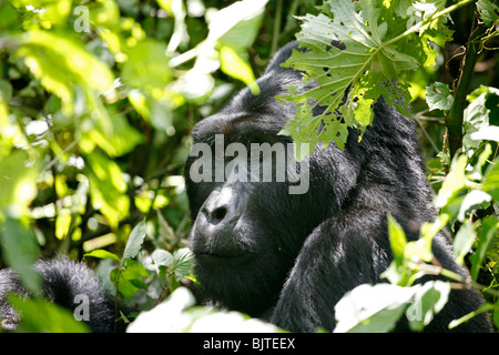 Gorilla Trekking in den Bergen von undurchdringlichen Nationalpark im Bwindi-Wald. Uganda. Afrika. Stockfoto