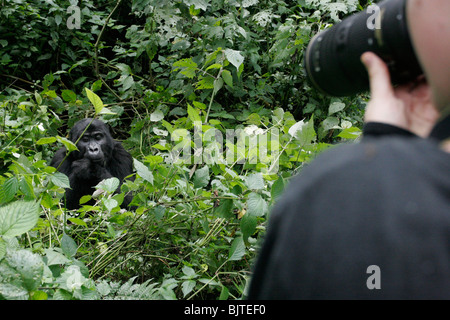 Touristen fotografieren. Gorilla Trekking in den Bergen von undurchdringlichen Nationalpark im Bwindi-Wald. Uganda. Afrika. Stockfoto