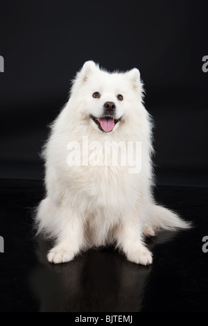 Weißen Samojeden Hund auf schwarzen Studio-Hintergrund Stockfoto