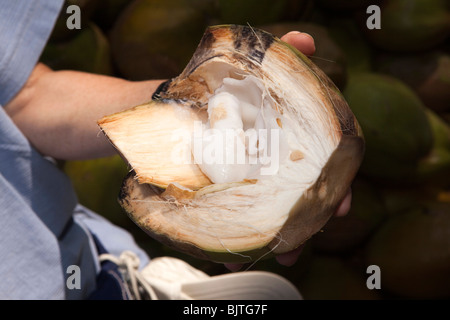 Westliche Touristen Hände halten junge Kokosnuss mit weichem Fleisch essen ausgesetzt, Palakkad, Kerala, Indien Stockfoto