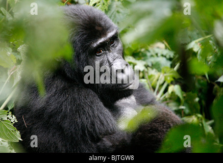 Gorilla Trekking in den Bergen von undurchdringlichen Nationalpark im Bwindi-Wald. Uganda. Afrika. Stockfoto