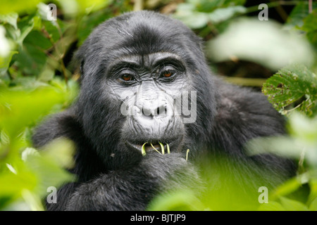 Gorilla Trekking in den Bergen von undurchdringlichen Nationalpark im Bwindi-Wald. Uganda. Afrika. Stockfoto