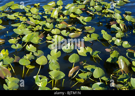 Blätter auf dem Wasser von Florida everglades Stockfoto