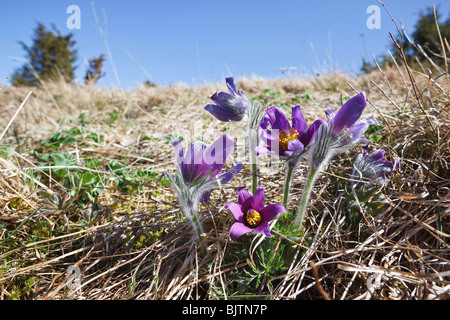 Küchenschelle (Pulsatilla Vulgaris), die im zeitigen Frühjahr blüht Stockfoto