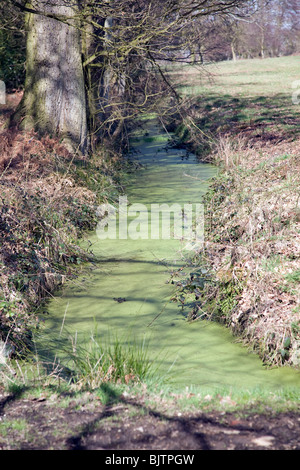 Teich Unkraut Algen wachsen auf Wasseroberfläche in Drainage Graben verursacht Eutrophierung Stockfoto