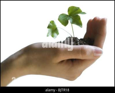 Hand halten Sämling Stockfoto