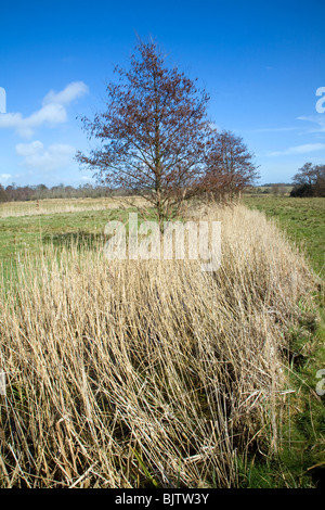 Schilf und Erle Baum wachsen in Entwässerungsgraben in feuchten sumpfigen land Stockfoto