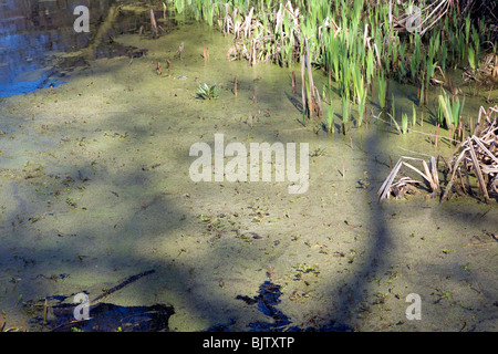 Teich Unkraut Algen wachsen auf Wasseroberfläche in Drainage Graben verursacht Eutrophierung Stockfoto