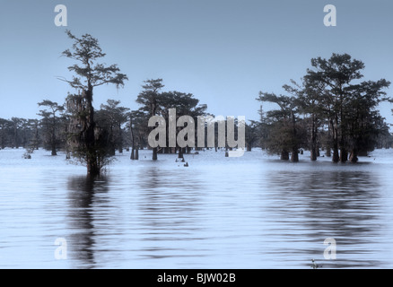 Atchafalaya Swamp Louisiana in den USA die größte Stockfoto